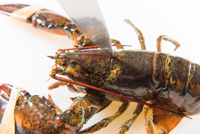 How to kill a Lobster - A knife placed on the lobster shell, before being cut through to humanely kill a lobster.