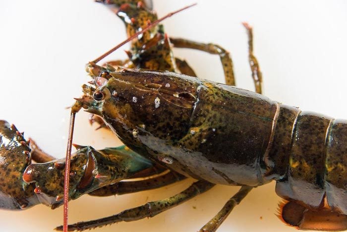 A lobster with the knife cut through the head, humanely killed.