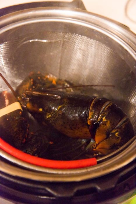 How to steam a lobster - A lobster being placed in a pot, with a steamer basket ready to be steamed. 