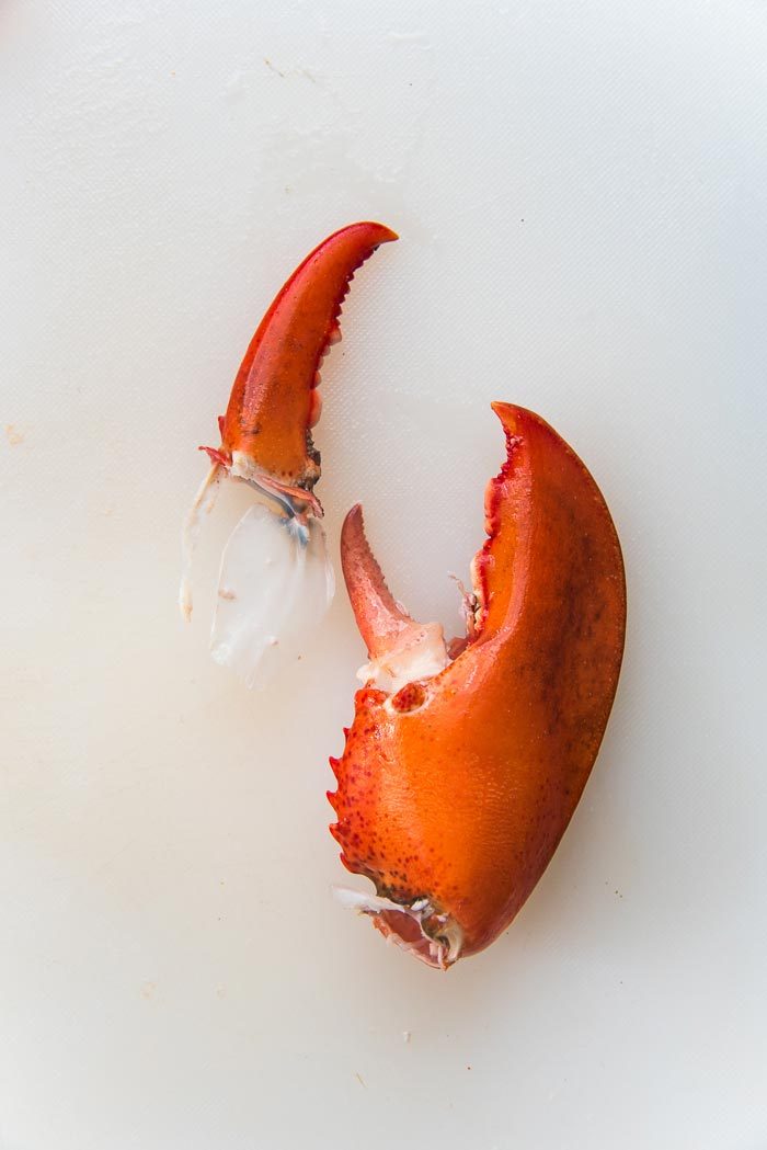 A lobster claw on a white cutting board, with the smaller claw taken off, with the cartilage attached.